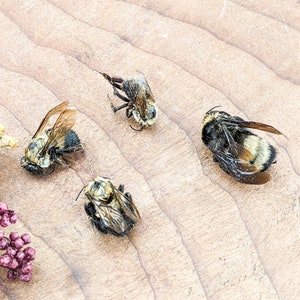 4 Bumble Bee LOT of 4 specimens Craft Grade oddities Curiosities crafting preserved specimen insect Apiarist collector Educational biology
