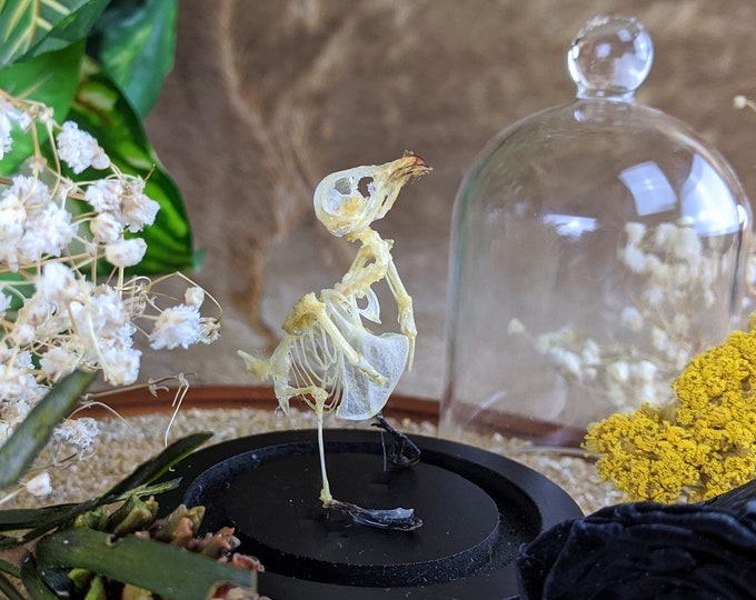 U12  (CE) COLLOCALIA Esculenta bird skeleton Glass Dome Display TAXIDERMY: collectible Oddity curiosity Specimen Educational Curiosities