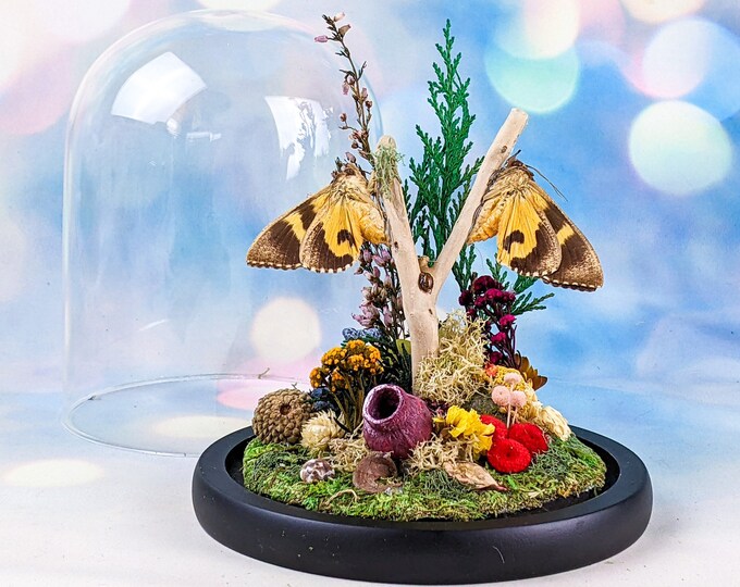 bf140 Taxidermy Entomology Victorian Style Butterfly Dome Display Oddities Curiosities Preserved Bugs home decor oddity collectible