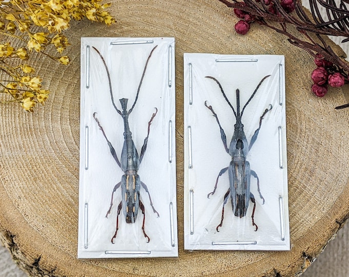 Two Weevil Brentidae male & fmle specimen Entomology Taxidermy collectible bug collector insect preserved naturalist odd biology curio
