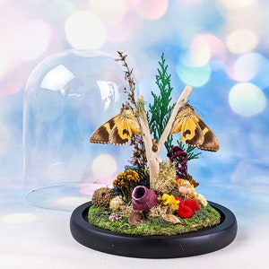 May include: A decorative display featuring two moths with yellow and brown wings, perched on a small branch with greenery and flowers. The arrangement is set on a bed of moss and enclosed under a glass dome with a black base.