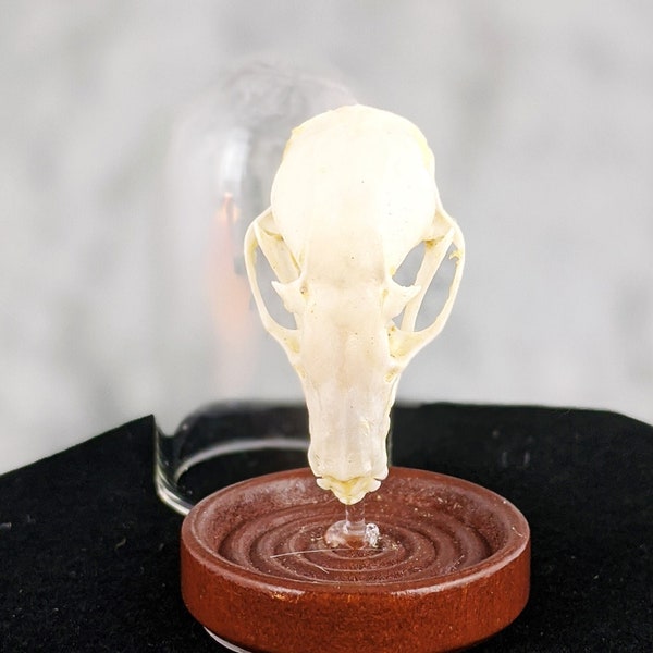 CskullE  Tall Eonycteris  Bat Skull Glass Dome Display collectible macabre witch specimen taxidermy bones skeleton curiosity cabinet oddity