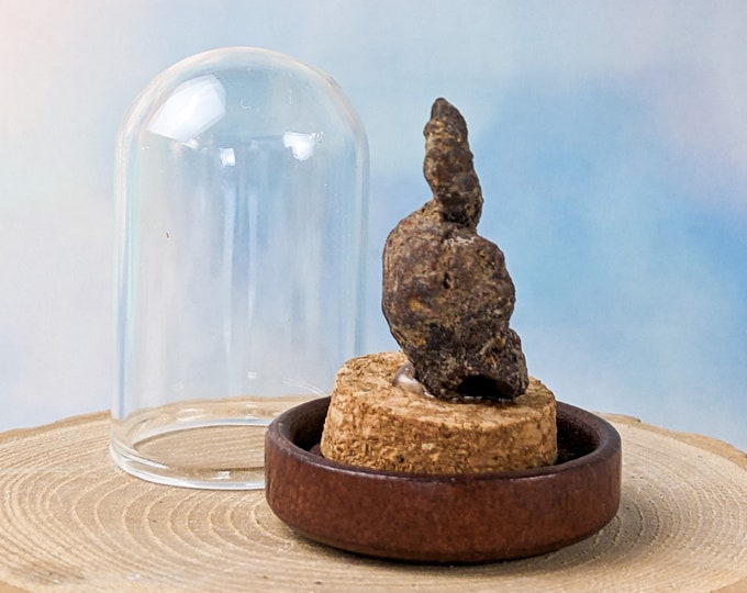 Fossilized Genuine Dinosaur Poop Fossil Glass collectible specimen display Oddity curiosity Funny coprolite Jurassic dino educational gag