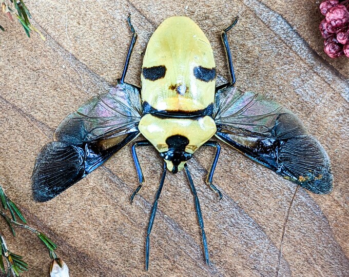 N20h Eucorysses grandis Man Faced Beetle spread specimen Entomology death head Entomology Taxidermy Specimen Collectible decor curiosities