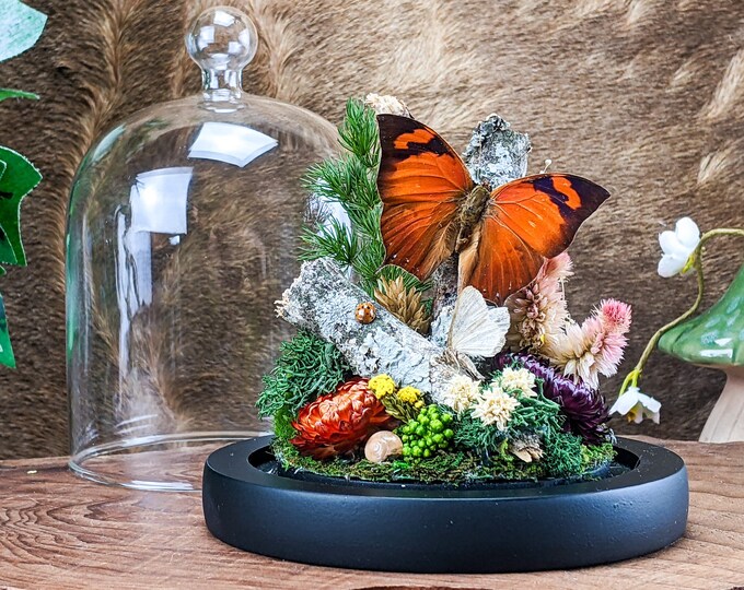 Autumn Leaf Butterfly Entomology Taxidermy Victorian Glass Dome display Home Decor specimen collectible preserved bugs