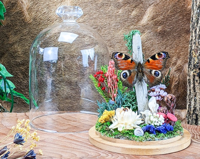 Peacock Pansy Butterfly Oddities Entomology Taxidermy Victorian Glass Dome curiosities whimsical cottagecore decor Lepidopterology  odd