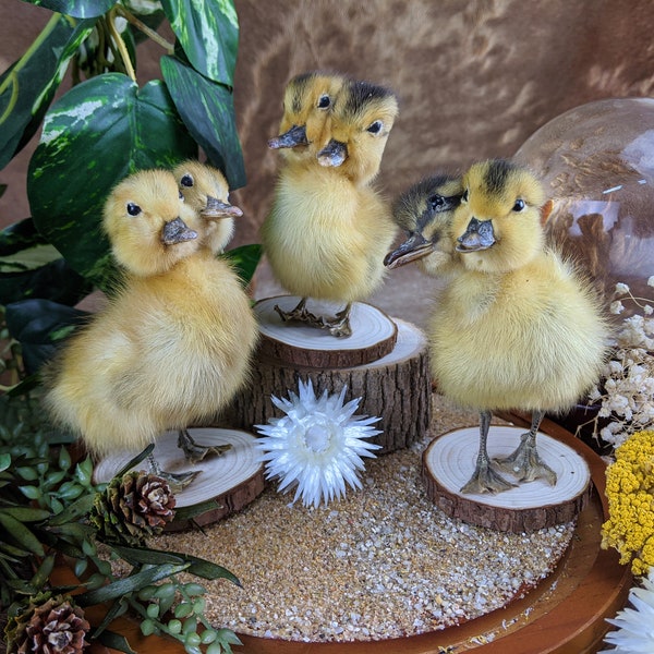 d5 Taxidermy Oddities Curiosities Gaff 2 Headed Duck Duckling Display Curiosity Cabinet collectible preserved specimen bird home decor quack