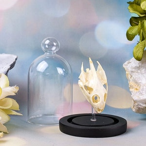 May include: A reptile skull displayed on a black base, presented under a clear glass cloche. The skull is off-white with visible bone structure. Decorative elements include a white rock and green foliage.