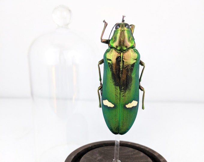 H25d Damaged--  x large Taxidermy Entomology Megaloxanthaq Othanii Beetle Glass Dome Insect Curiosity Oddity Collectible Oddities