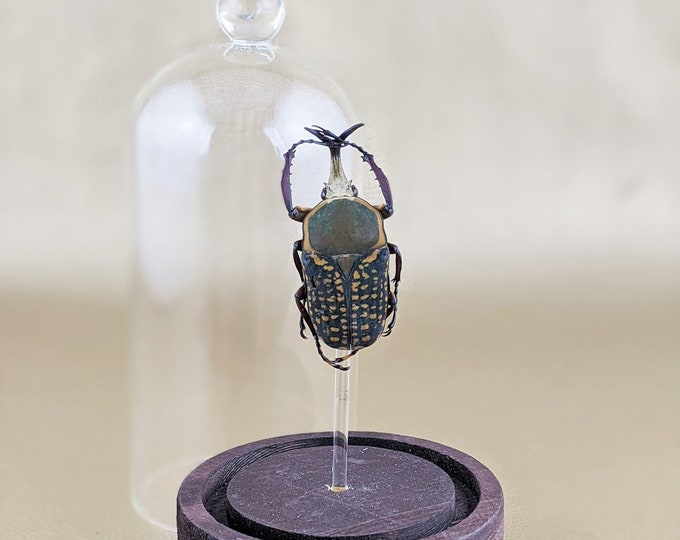 xlg Spotted Beetle Mecynorhina H P Glass dome display collectible oddity curiosities oddities insect specimen