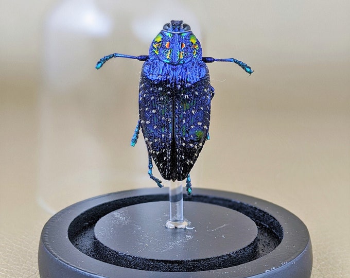 P7 Jewel Beetle glass dome display specimen Entomology oddities curiosities specimen Oddity Curiosity Cabinet Home Decor Educational Insect