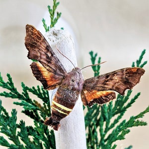 May include: A detailed image of a large moth with brown and orange wings, perched on a white wooden post. The moth has a striped abdomen with yellow accents. Green foliage and blue berries surround the post, creating a naturalistic scene.