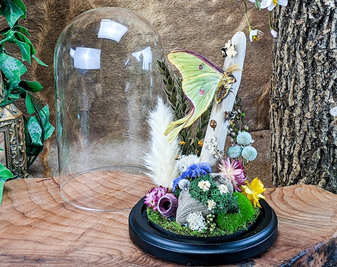 LUNA Moth Dome Entomology taxidermy oddities Curiosities victorian decor whimsical cottagecore fairy lepidopterology bug collector insect