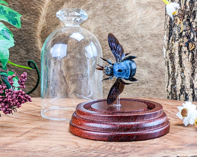 H21 Entomology Taxidermy Blue Carpenter Bee Glass Dome Display Collectible decor Insect bugs curiosity cabinet oddity specimen Educational