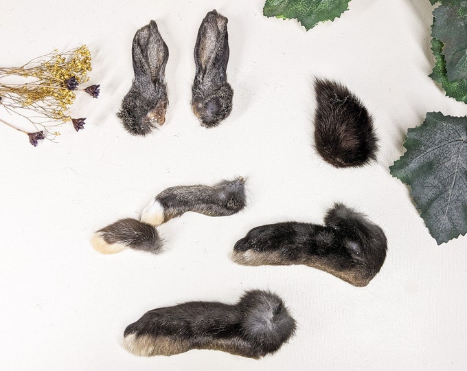 Rabbit Feet Tail & Ears  (3 1/4") Taxidermy 1 set 7 Real matched craft  bunny oddities curiosities preserved specimen curio cabinet crafs