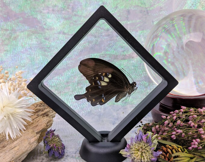 BF13 Entomology Papilio fuscus Butterfly floating frame taxidermy display curiosities oddities collectible curiosity educational home decor