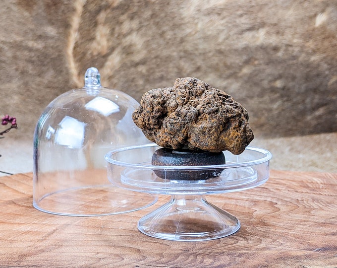 Genuine Dinosaur Poop Fossil Dome gag gift Oddities Curiosities Fossilized Specimen Home Decor Educational dino preserved corprolite