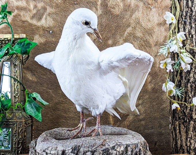 Rock Pigeon bird c livia dove Iridescent fthrs Taxidermy Odditiy Curiosity home decor Specimen Real aviary display full mount
