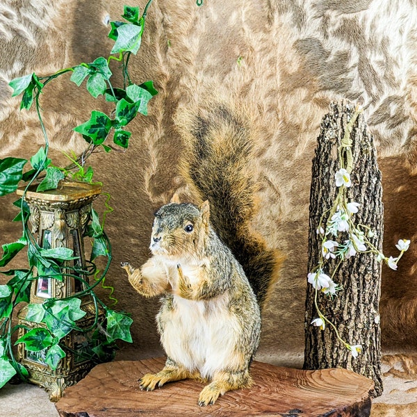 Fox Squirrel flipping bird giving finger Taxidermy Curiosity Oddities mount anthropomorphic collectible preserved specimen gag gift