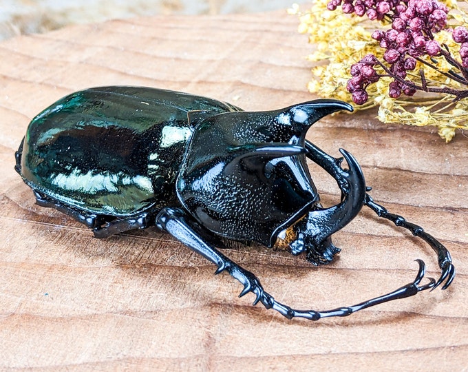 Atlas Beetle Chalcosoma Chiron 65+mm Oddities Curiosities Specimen craft bug collector entomology preserved insect nature biology taxidermy