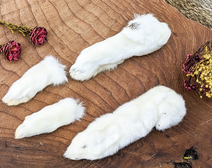 Rabbit Feet craft Taxidermy 1 set of 4 Real matched fur bunny oddities curiosities preserved specimen educational decor