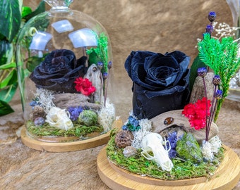 s24a Taxidermy Bat Glass Coffin display w Preserved Rose /& bat skull Display collectible specimen Oddity Oddities curiosity cabinet