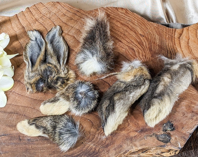 Real matched Rabbit Feet Tail & Ears (3 1/2") Taxidermy 1 set of 7 craft fur bunny oddities curiosities preserved specimen educational decor