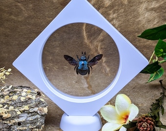 Blue Carpenter bee floating display entomology specimen decor specimen collectible curiosity cabinet Educational