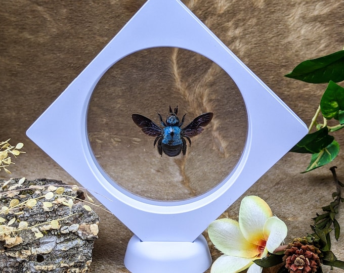g89h BIG SALE!   Blue Carpenter bee floating display entomology specimen decor specimen collectible curiosity cabinet Educational