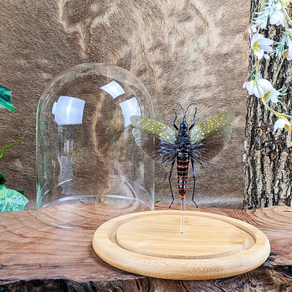 Large Grasshopper Locust Glass Dome Display Entomology Taxidermy Collectible curio cabinet educational oddity specimen nature bug collector