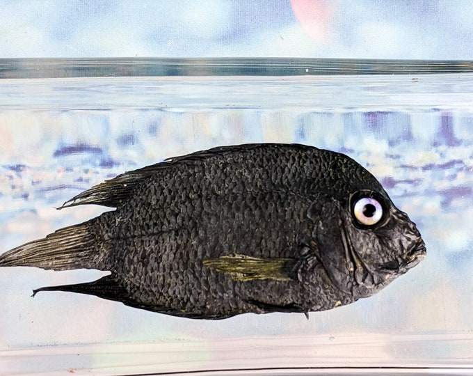 Black Surgeon fish specimen Taxidermy oddity collectible education dsply aquarium curio cabinet nautical decor oceanology marine life