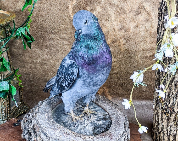 Rock Pigeon bird c livia dove Taxidermy Oddities Curiosities collectible educational home decor Specimen Real aviary display full mount