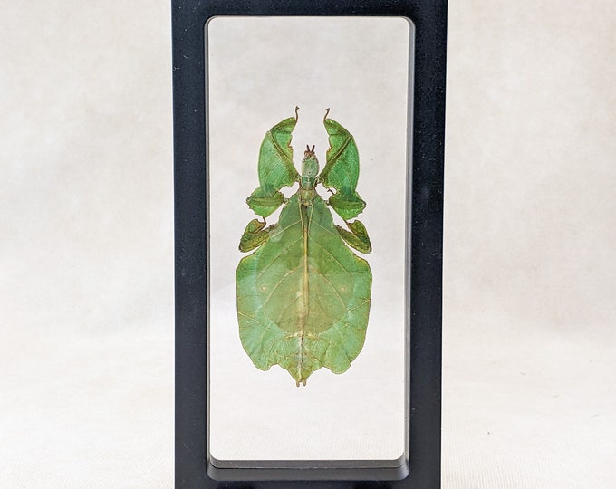 O63b  Leaf bug Floating Frame Display Entomology Taxidermy collectible Oddities curiosities curio cabinet educational display bug collector