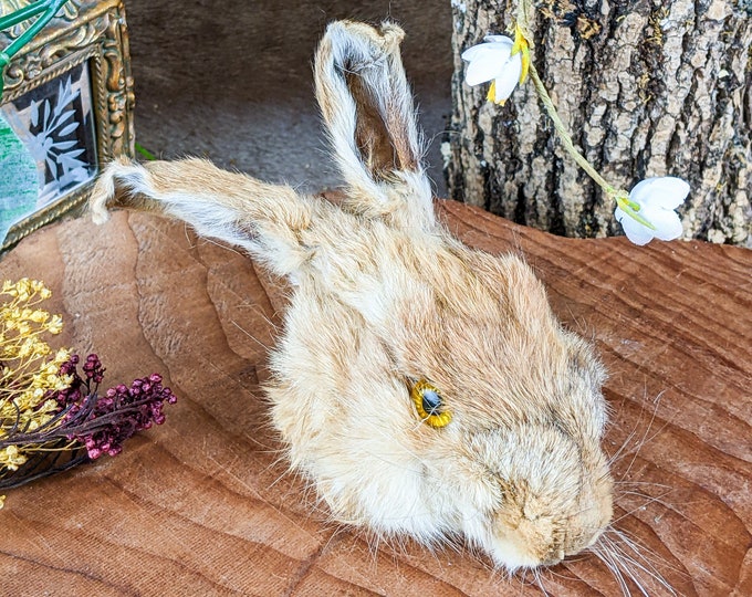 Bunny Rabbit Head for crafts Specimen Taxidermy Oddities craft crafting preserved educational display curio cabinet cottage core