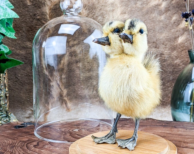 u50d 2 Two Headed Duck Duckling Display dome Taxidermy Oddities Curiosities Gaff educational decor preserved specimen Macabre Anomaly Mount