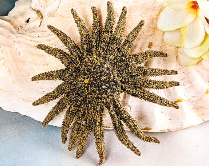 Sunflower Starfish Multi leg 3-4" specimen nautical oddities  Educational Oddity Curiosity Curiosities Ocean Marine beach