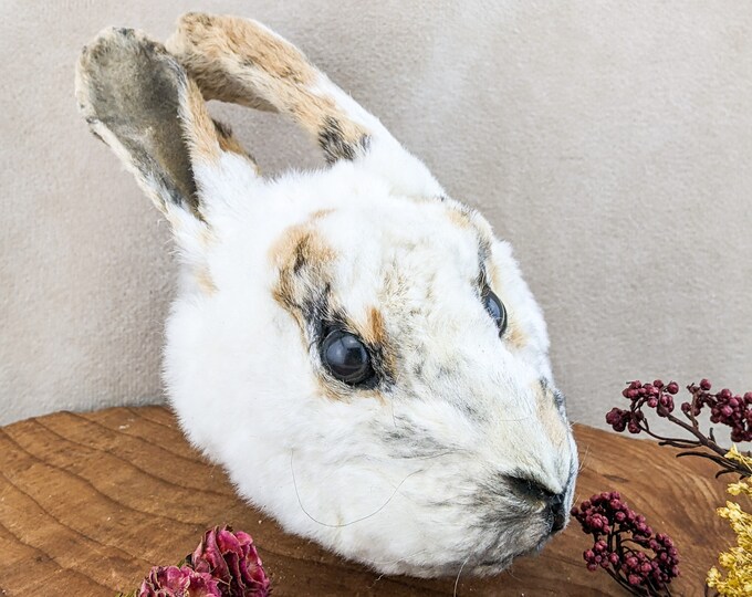 Bunny Rabbit Head for crafts Specimen Taxidermy Oddities craft preserved educational display curio cabinet cottage core