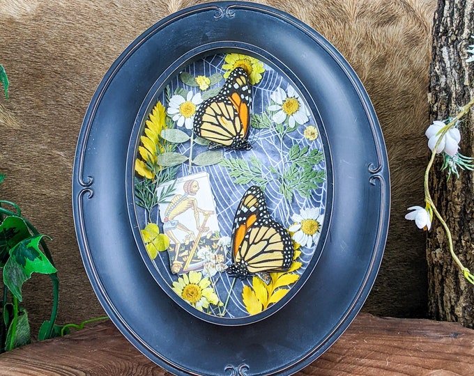 2 Monarch Butterfly Frame Taxidermy Fancy Framed Anthropomorphic Display lepidopterology bug collector whimsical gifts cottagecore insects