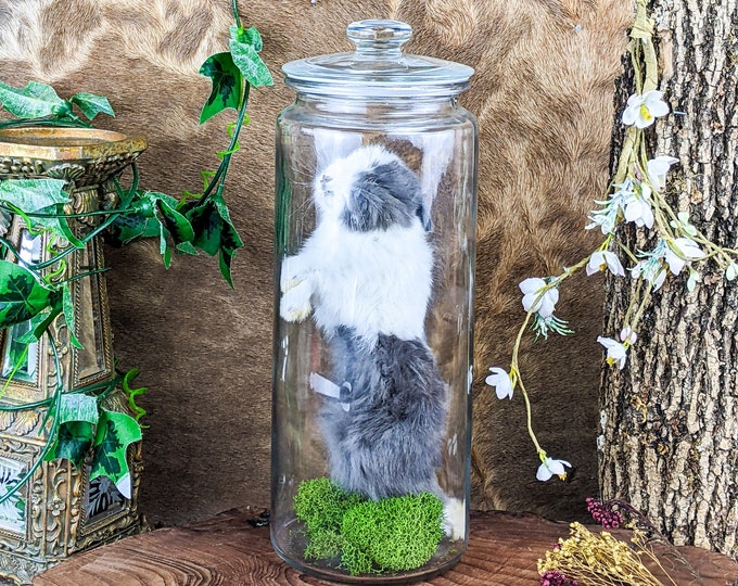 Baby Bunny Rabbit Whole Glass Jar Display Specimen Taxidermy oddities victorian decor curio cabinet educational preserved whimsical