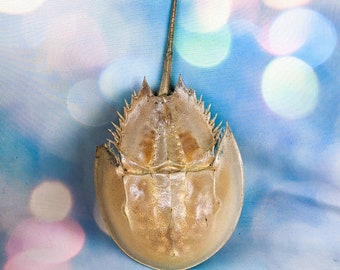 hsc13b Damaged Horseshoe Crab 7-9" collectible specimen oddities curiosities crustacean sea life educational nautical  decor ocean