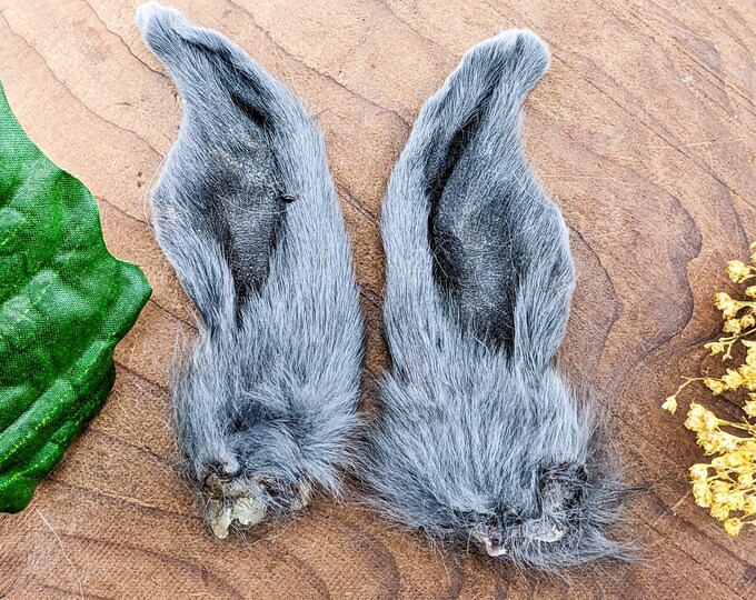 Bunny Rabbit Ears Pair 3 1/2"  preserved specimens Taxidermy Oddities Curiosities crafting preserved educational display curio cabinet