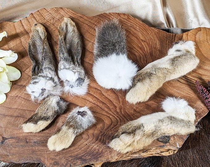 Matched Rabbit Feet Tail & 4 1/2"  Ears Taxidermy 1 set of 7 craft bunny cottagecore diy crafts preserved specimen educational