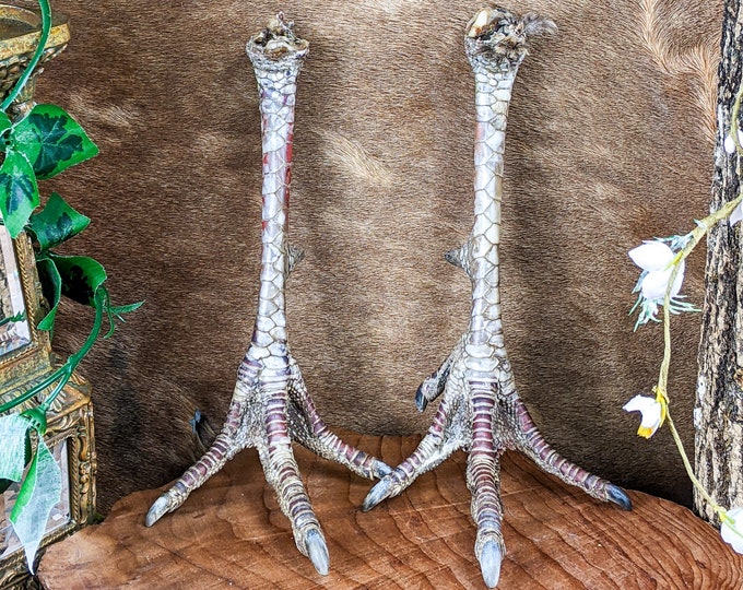 Turkey feet Pair Spread  3/4- 1" spur Taxidermy Oddity Curiosity Preserved craft costume decor voodoo witch costume curiosity cabinet bird