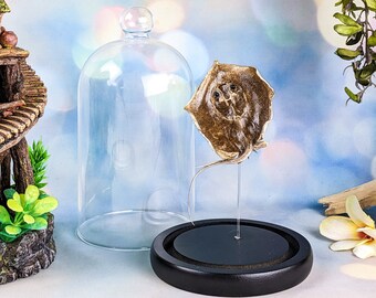 Clearnose Skate fish Glass Dome dspy Oddities Curiosity Specimen Stingray nautical decor marine biology oceanology sea life educational gift