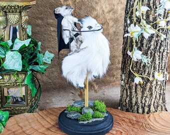 Hooded Goat Rider Curiosites Oddities Display Collectible beast collectible specimen fantasy mythical creature cryptid knight medieval gift