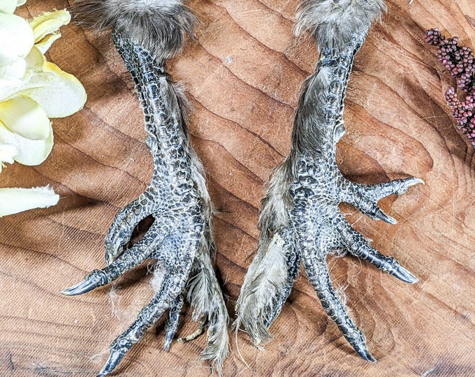 5 toed feathered Chicken Feet Taxidermy Curiosities Oddities Crafts talisman witchcraft occult voodoo altar crafting costume educational