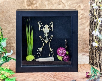 p42b Taxidermy Frog skeleton Framed Duttaphyus Asian black spined Toad oddities taxidermy preserved specimen educational amphibian macabre