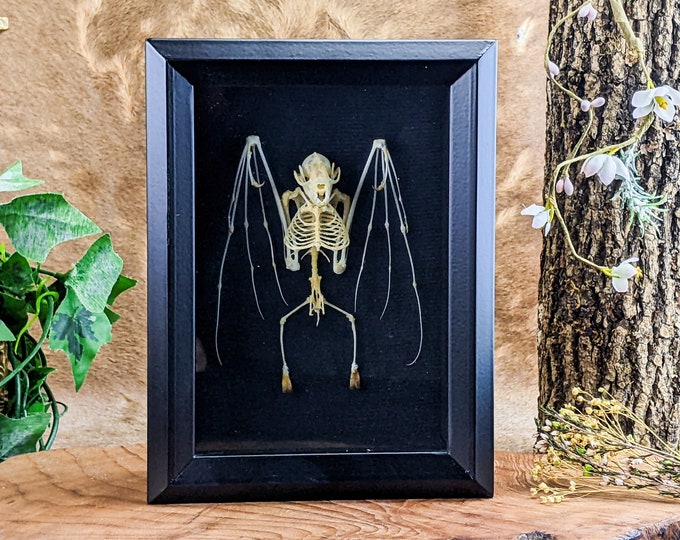 Bat Skeleton Display Cynopterus b. shadowbox display Taxidermy Oddities Curiosities vampire dark interiors goth macabre memento