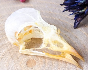 Scarlet Headed Flowerpecker Dicaeum trochileum Skull specimen display craft educational collectible specimen curiosities oddities