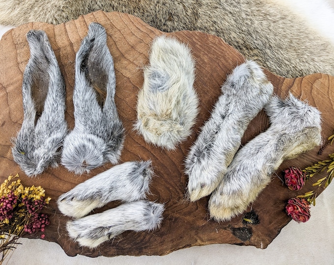 Rabbit Feet Tail & Ears (5-5 1/4")  craft fur bunny set of  7 Real matched craft bunny foot collectible specimen oddities curiosities craft
